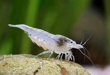 Snowball Shrimp